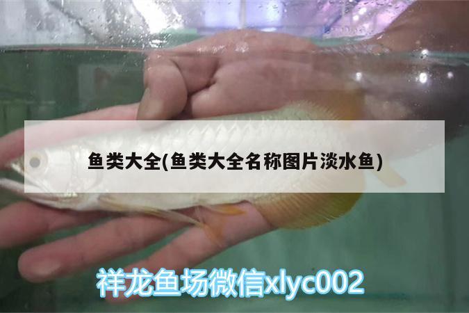 魚類大全(魚類大全名稱圖片淡水魚)