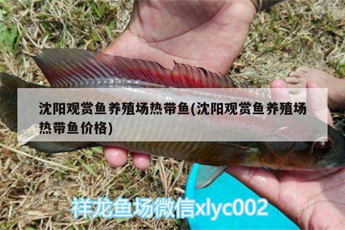 沈陽觀賞魚養(yǎng)殖場熱帶魚(沈陽觀賞魚養(yǎng)殖場熱帶魚價格)