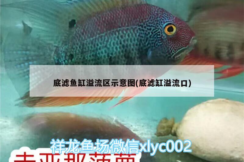 底濾魚缸溢流區(qū)示意圖(底濾缸溢流口)