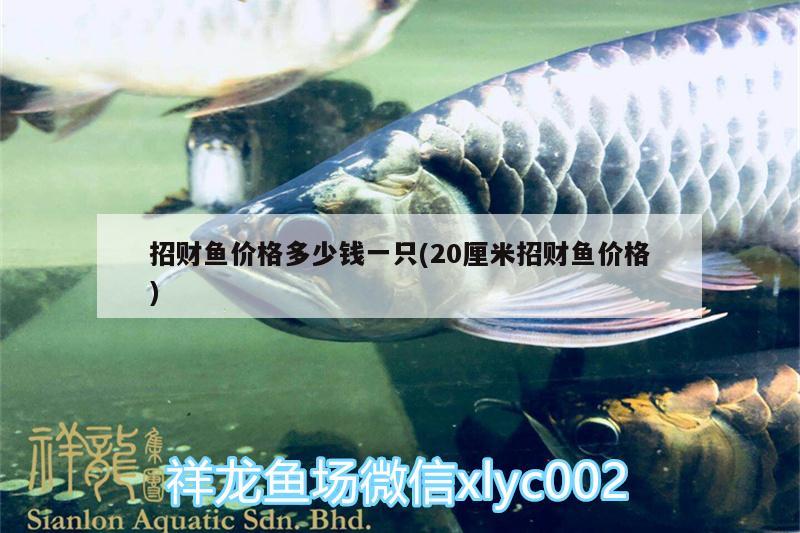 招財魚價格多少錢一只(20厘米招財魚價格)