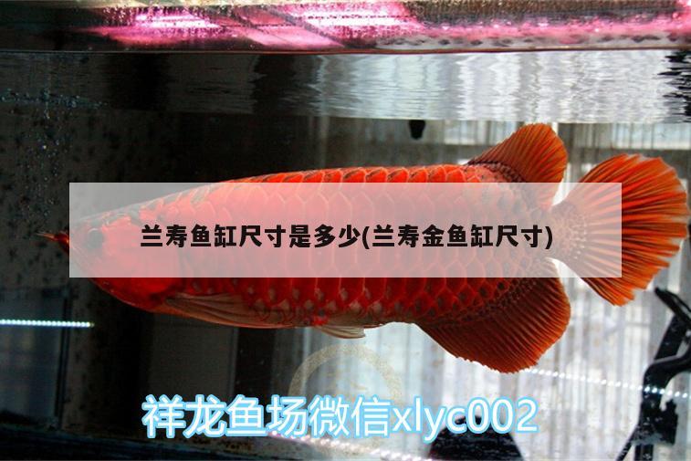 蘭壽魚缸尺寸是多少(蘭壽金魚缸尺寸) 銀龍魚苗