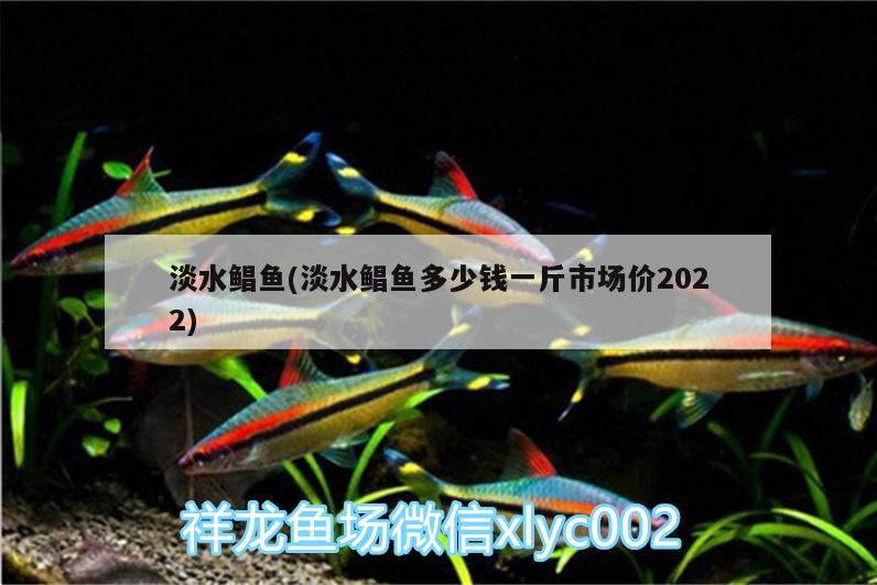 淡水鯧魚(淡水鯧魚多少錢一斤市場價2022) 觀賞魚市場