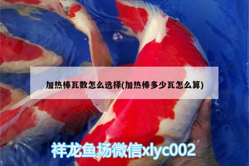 加熱棒瓦數(shù)怎么選擇(加熱棒多少瓦怎么算) 銀古魚(yú)苗