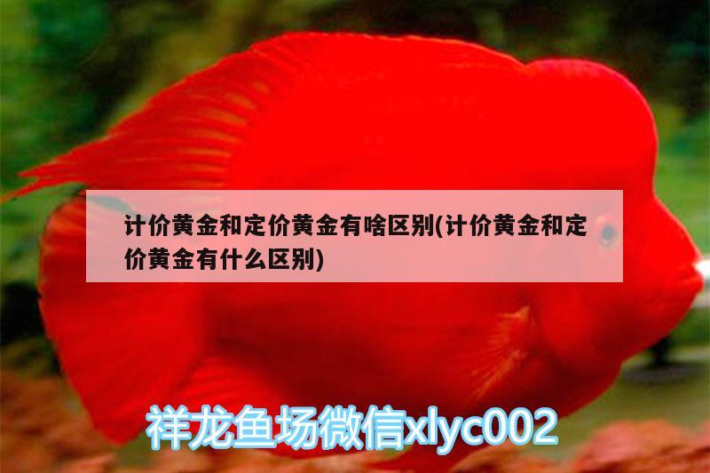 計價黃金和定價黃金有啥區(qū)別(計價黃金和定價黃金有什么區(qū)別) 斑馬鴨嘴魚