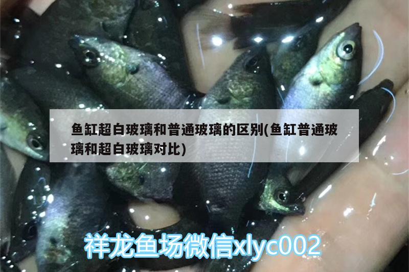 魚缸超白玻璃和普通玻璃的區(qū)別(魚缸普通玻璃和超白玻璃對(duì)比) 藍(lán)底過(guò)背金龍魚