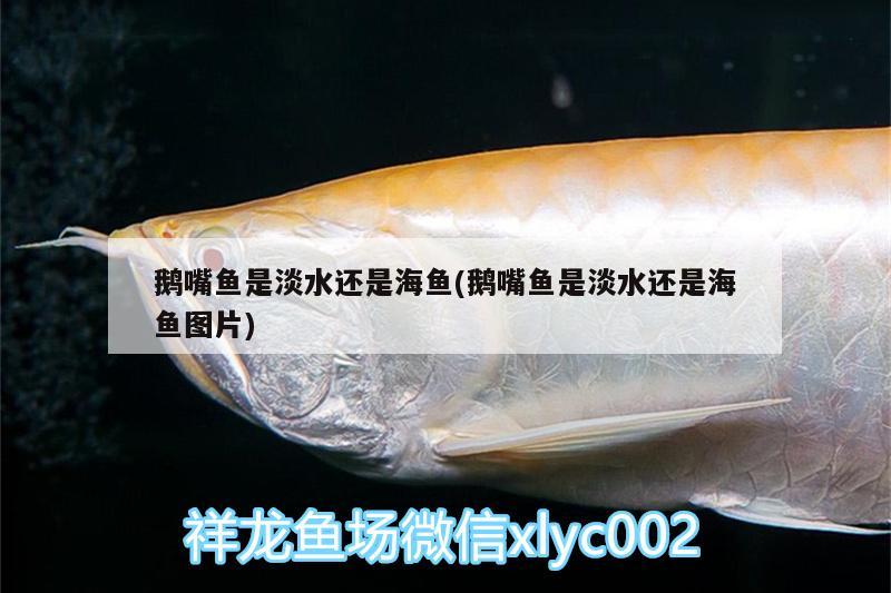 鵝嘴魚(yú)是淡水還是海魚(yú)(鵝嘴魚(yú)是淡水還是海魚(yú)圖片) 野彩魚(yú)