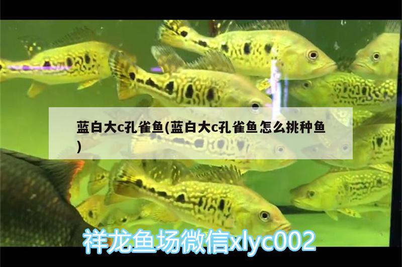 藍(lán)白大c孔雀魚(藍(lán)白大c孔雀魚怎么挑種魚) 粗線銀版魚苗