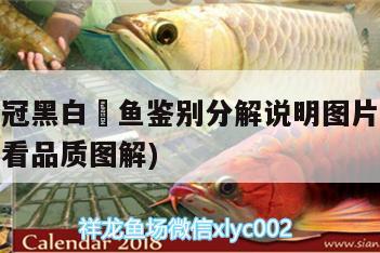 純血皇冠黑白魟魚鑒別分解說明圖片(皇冠魟魚怎么看品質(zhì)圖解)