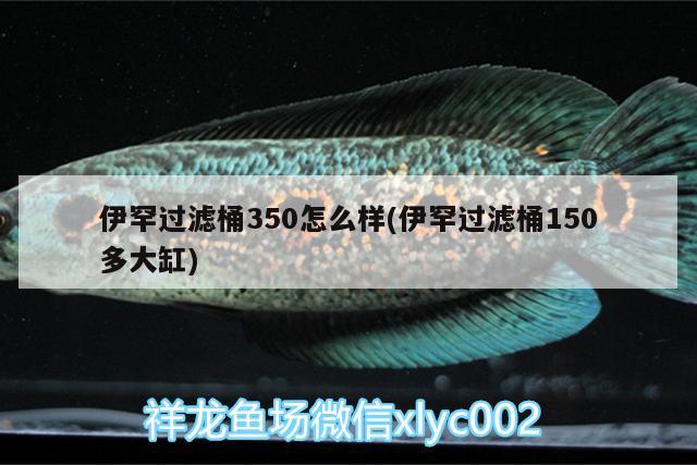 伊罕過濾桶350怎么樣(伊罕過濾桶150多大缸)