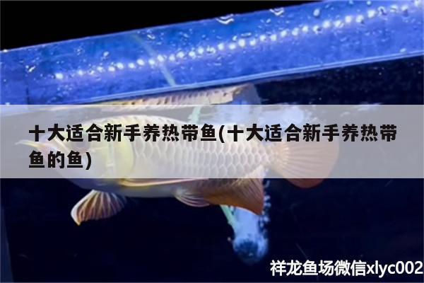 十大適合新手養(yǎng)熱帶魚(十大適合新手養(yǎng)熱帶魚的魚)