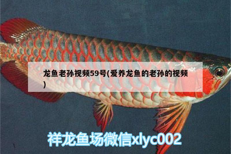 龍魚老孫視頻59號(愛養(yǎng)龍魚的老孫的視頻)