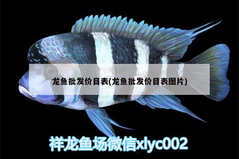 龍魚批發(fā)價目表(龍魚批發(fā)價目表圖片) 龍魚批發(fā)