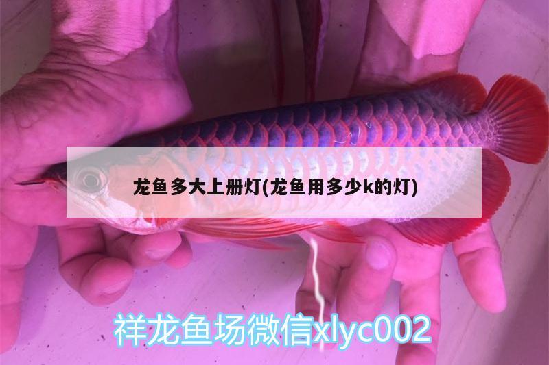 龍魚多大上冊(cè)燈(龍魚用多少k的燈)