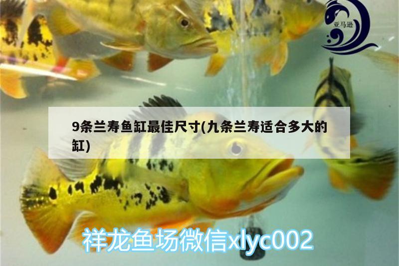 9條蘭壽魚缸最佳尺寸(九條蘭壽適合多大的缸)