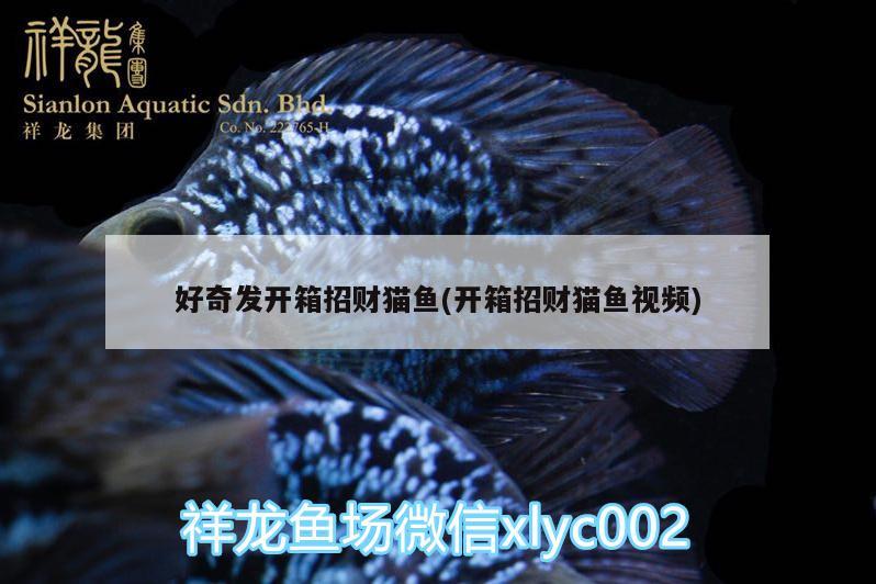 好奇發(fā)開箱招財(cái)貓魚(開箱招財(cái)貓魚視頻)