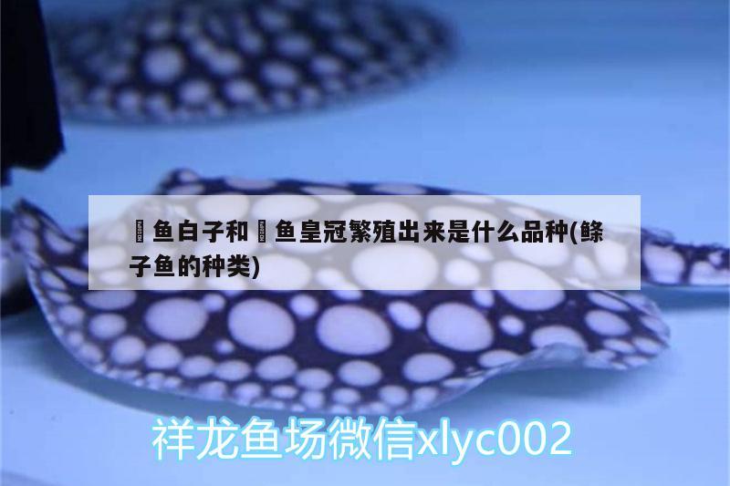 魟魚(yú)白子和魟魚(yú)皇冠繁殖出來(lái)是什么品種(鰷子魚(yú)的種類)