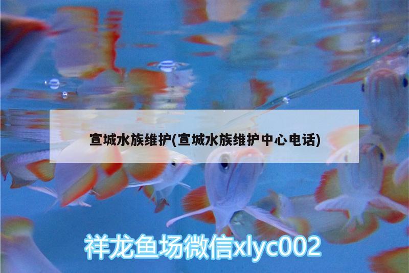 宣城水族維護(hù)(宣城水族維護(hù)中心電話)