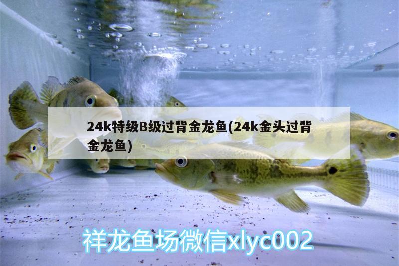 24k特級B級過背金龍魚(24k金頭過背金龍魚)