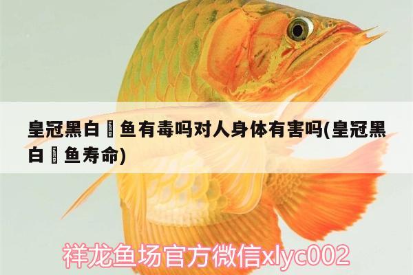 皇冠黑白魟魚有毒嗎對(duì)人身體有害嗎(皇冠黑白魟魚壽命) 皇冠黑白魟魚