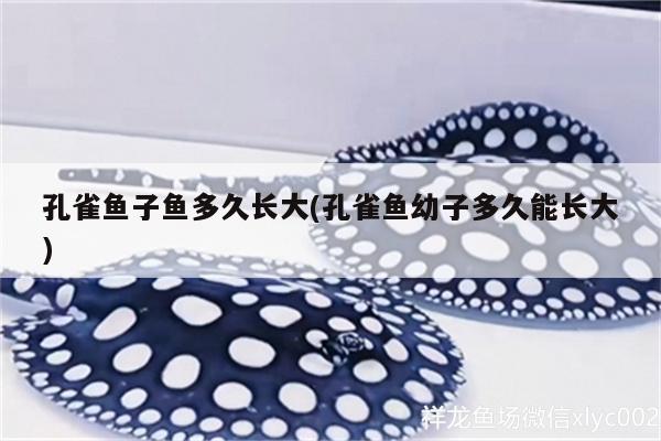 孔雀魚子魚多久長(zhǎng)大(孔雀魚幼子多久能長(zhǎng)大)