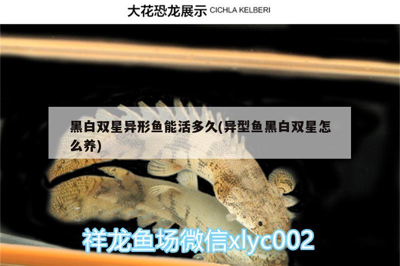 黑白雙星異形魚能活多久(異型魚黑白雙星怎么養(yǎng)) 黑白雙星