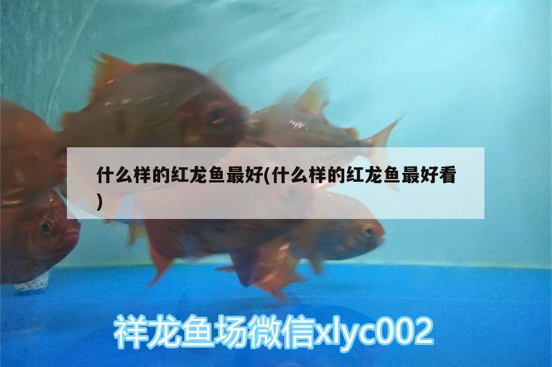 什么樣的紅龍魚(yú)最好(什么樣的紅龍魚(yú)最好看) 其它水族用具設(shè)備