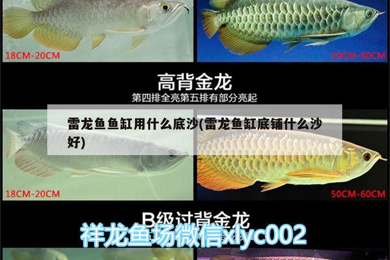 雷龍魚魚缸用什么底沙(雷龍魚缸底鋪什么沙好)