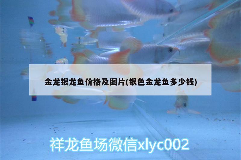 金龍銀龍魚價格及圖片(銀色金龍魚多少錢) 銀龍魚