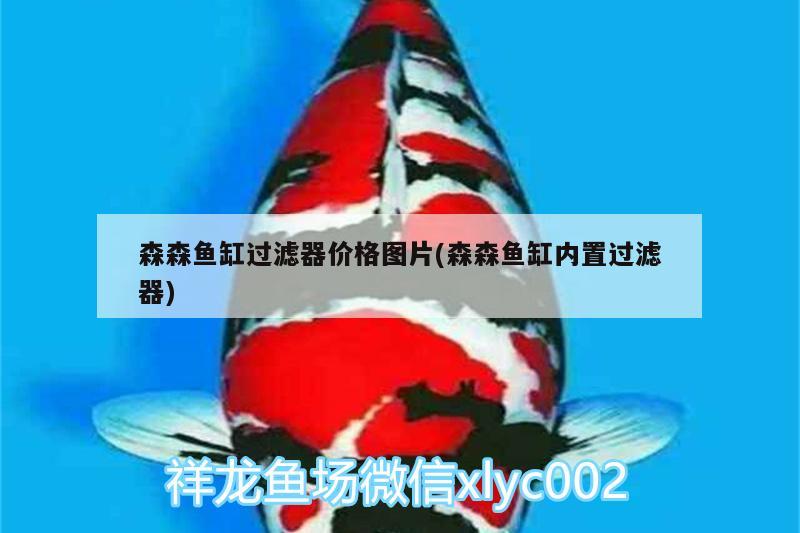 森森魚(yú)缸過(guò)濾器價(jià)格圖片(森森魚(yú)缸內(nèi)置過(guò)濾器) 金頭過(guò)背金龍魚(yú)