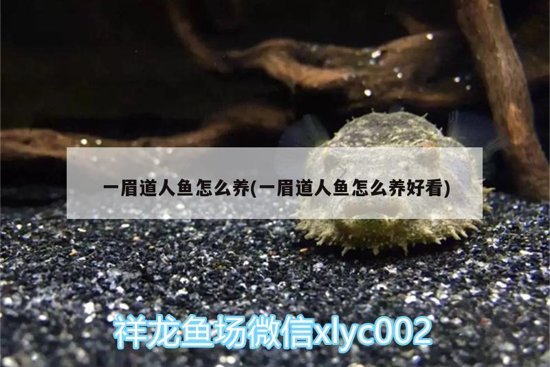 一眉道人魚怎么養(yǎng)(一眉道人魚怎么養(yǎng)好看) 一眉道人魚