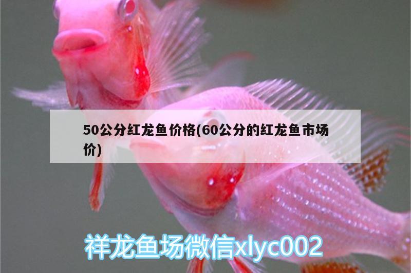 50公分紅龍魚價(jià)格(60公分的紅龍魚市場(chǎng)價(jià)) 過濾設(shè)備