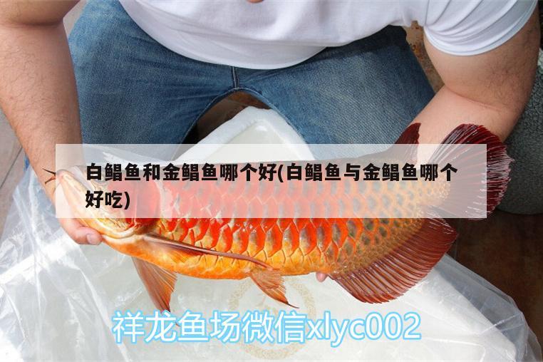 白鯧魚(yú)和金鯧魚(yú)哪個(gè)好(白鯧魚(yú)與金鯧魚(yú)哪個(gè)好吃) 新加坡號(hào)半紅龍魚(yú)（練手級(jí)紅龍魚(yú)）