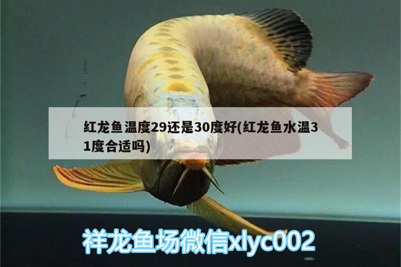 紅龍魚溫度29還是30度好(紅龍魚水溫31度合適嗎)