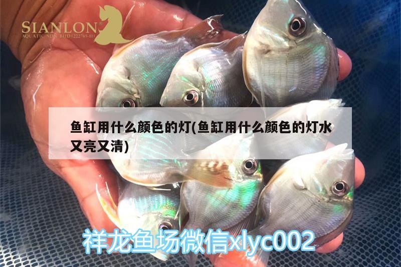 魚缸用什么顏色的燈(魚缸用什么顏色的燈水又亮又清) 大正錦鯉魚