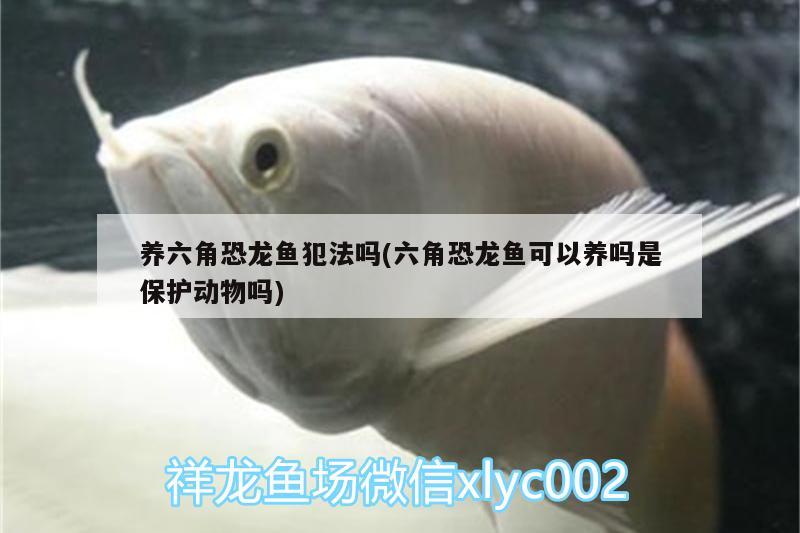 養(yǎng)六角恐龍魚犯法嗎(六角恐龍魚可以養(yǎng)嗎是保護(hù)動(dòng)物嗎)