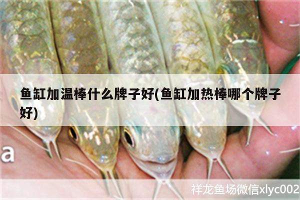 魚缸加溫棒什么牌子好(魚缸加熱棒哪個(gè)牌子好)