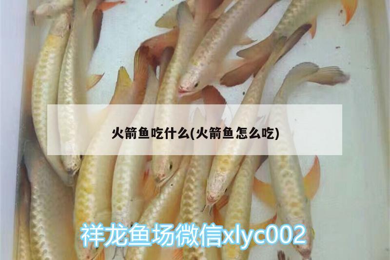 火箭魚吃什么(火箭魚怎么吃)