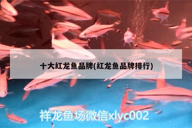 十大紅龍魚品牌(紅龍魚品牌排行)