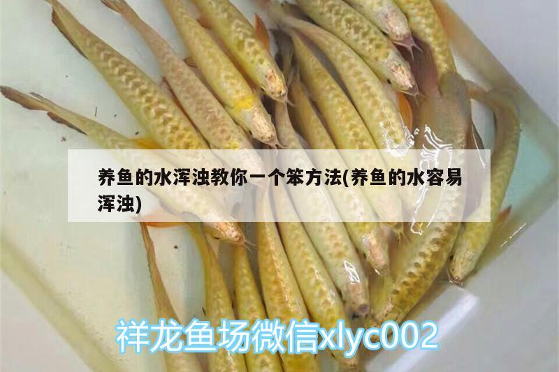 養(yǎng)魚的水渾濁教你一個(gè)笨方法(養(yǎng)魚的水容易渾濁)