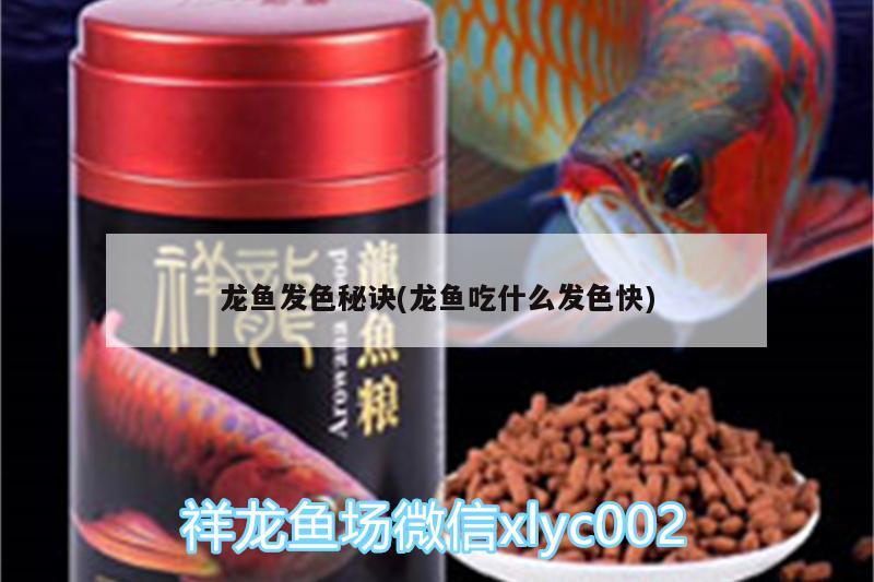 龍魚發(fā)色秘訣(龍魚吃什么發(fā)色快) 黃金招財貓魚