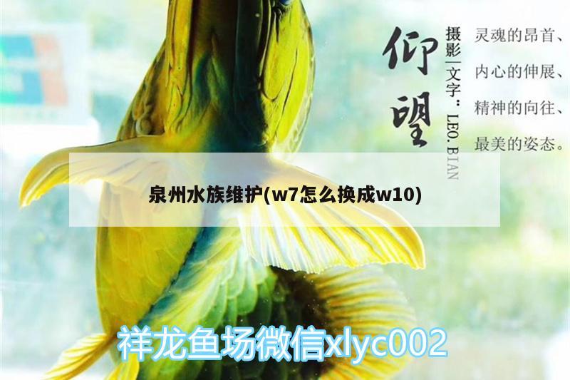 泉州水族維護(hù)(w7怎么換成w10) 戰(zhàn)車紅龍魚(yú)