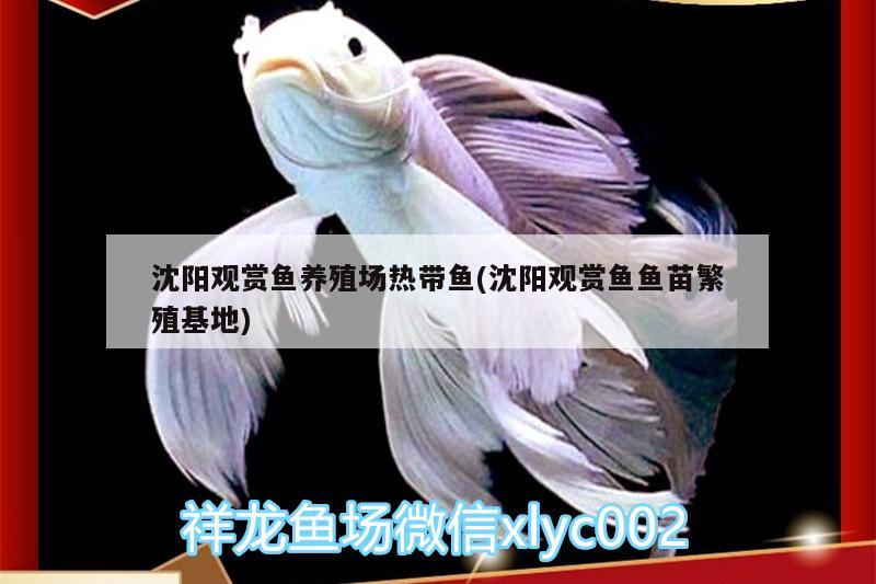 沈陽觀賞魚養(yǎng)殖場熱帶魚(沈陽觀賞魚魚苗繁殖基地)