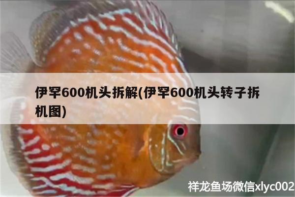 伊罕600機(jī)頭拆解(伊罕600機(jī)頭轉(zhuǎn)子拆機(jī)圖)