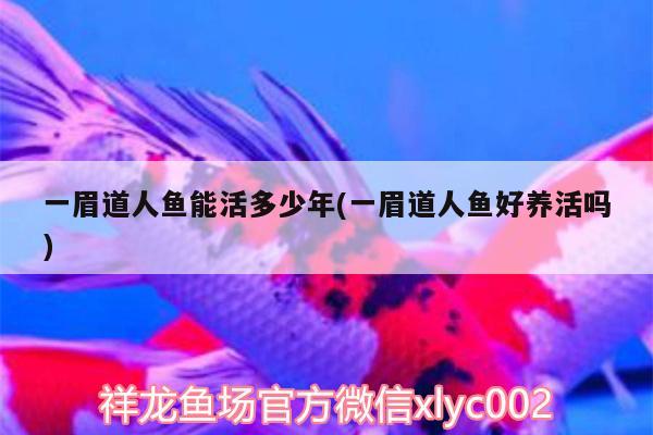 一眉道人魚能活多少年(一眉道人魚好養(yǎng)活嗎)