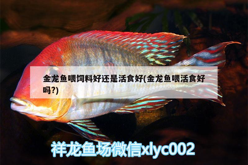 金龍魚喂飼料好還是活食好(金龍魚喂活食好嗎?)