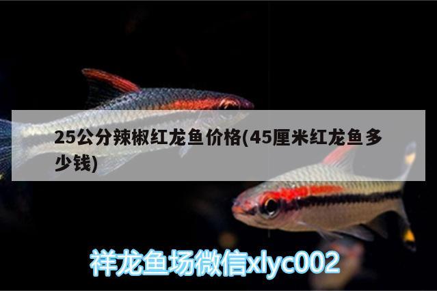 25公分辣椒紅龍魚價格(45厘米紅龍魚多少錢)