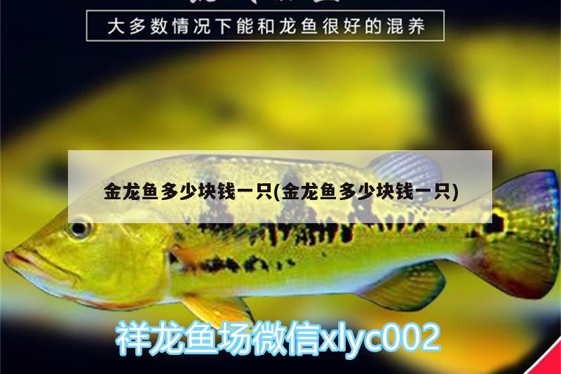 金龍魚多少塊錢一只(金龍魚多少塊錢一只)