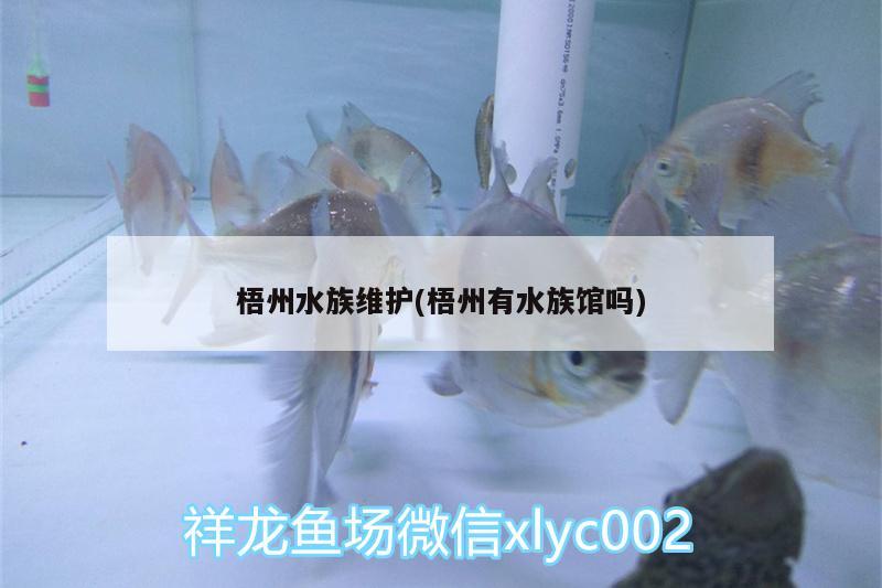 梧州水族維護(hù)(梧州有水族館嗎)