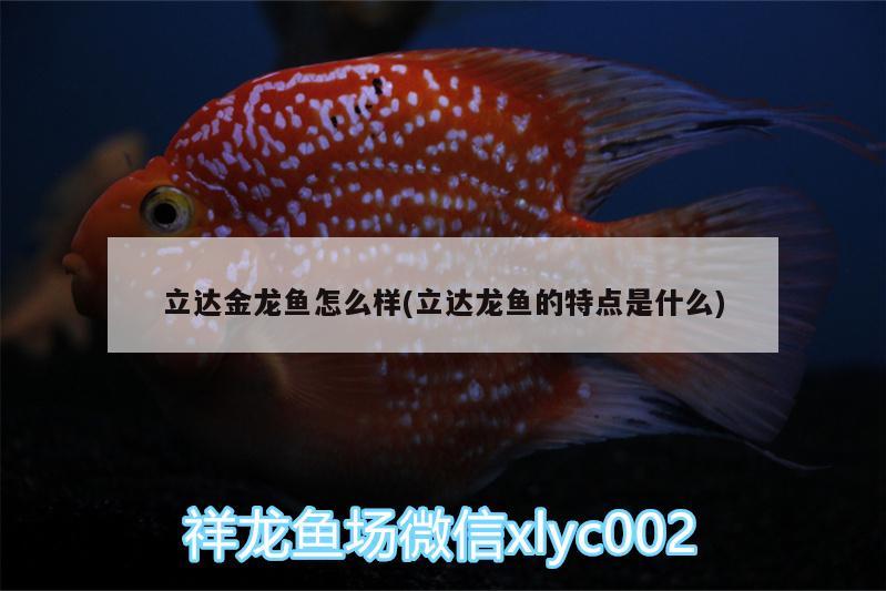 立達(dá)金龍魚怎么樣(立達(dá)龍魚的特點是什么) 立達(dá)金龍魚