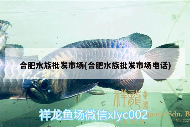 合肥水族批發(fā)市場(合肥水族批發(fā)市場電話)